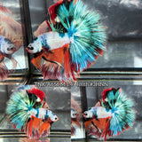 Live Male Betta Fancy Marble Three colors Over Halfmoon (TNK-A656) High quality what you see what you get!!