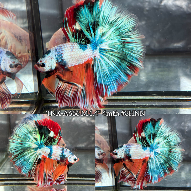 Live Male Betta Fancy Marble Three colors Over Halfmoon (TNK-A656) High quality what you see what you get!!