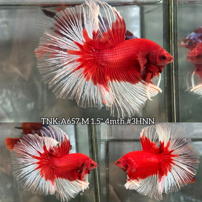 Live Male Betta Red Butterfly Over Halfmoon (TNK-A657) High quality what you see what you get!!