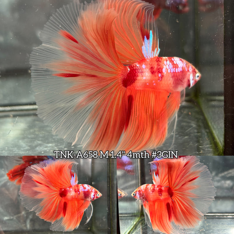 Live Male Betta Orange Galaxy Nemo Halfmoon (TNK-A658) High quality what you see what you get!!