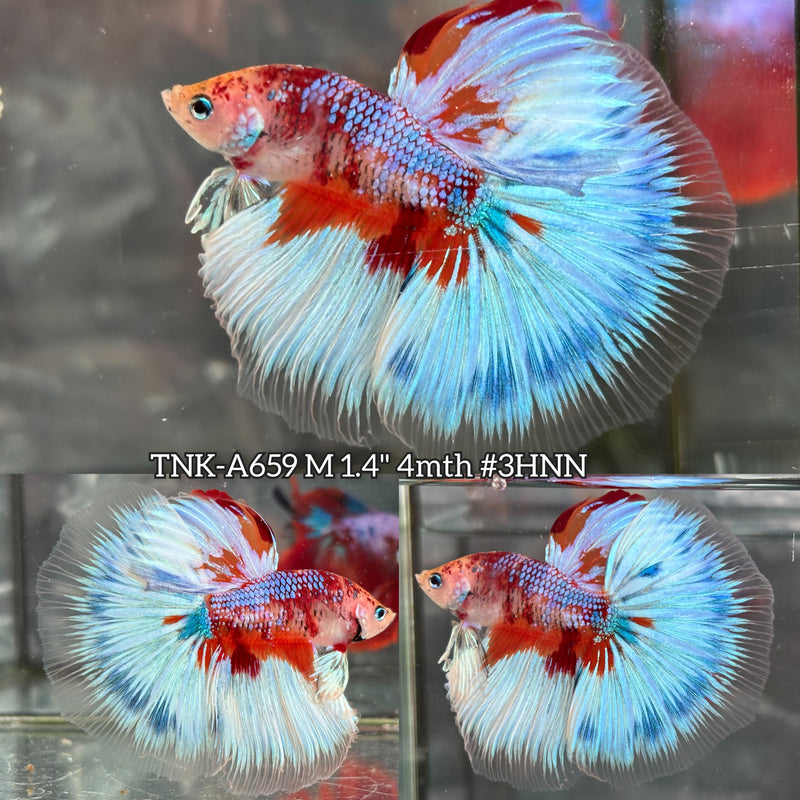 Live Male Betta Orange Galaxy Koi Halfmoon (TNK-A659) High quality what you see what you get!!