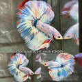 Live Male Betta Fancy Blue Grizzle Over Halfmoon (TNK-A660)S097 High quality what you see what you get!!