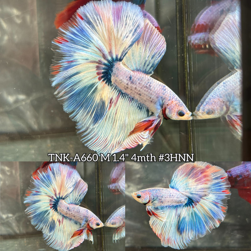 Live Male Betta Fancy Blue Grizzle Over Halfmoon (TNK-A660) High quality what you see what you get!!