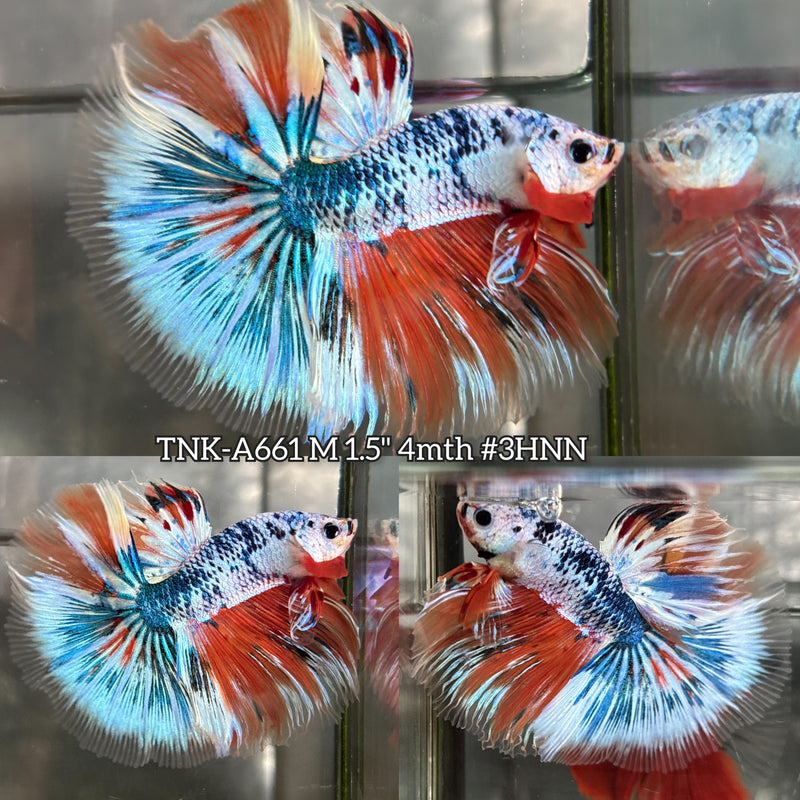 Live Male Betta Fancy Marble Three colors Over Halfmoon (TNK-A661) High quality what you see what you get!!