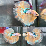 Live Male Betta Fancy Yellow Koi Over Halfmoon (TNK-A662)S173 High quality what you see what you get!!