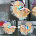 Live Male Betta Fancy Yellow Koi Over Halfmoon (TNK-A662)S173 High quality what you see what you get!!