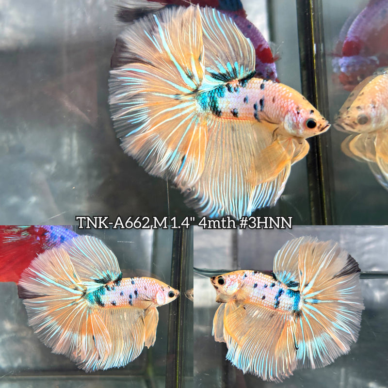 Live Male Betta Fancy Yellow Koi Over Halfmoon (TNK-A662) High quality what you see what you get!!