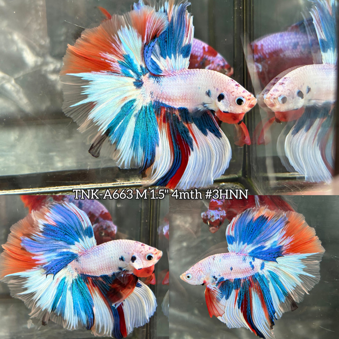 Live Male Betta Fancy Marble Two eye colors Over Halfmoon (TNK-A663)S242 High quality what you see what you get!!