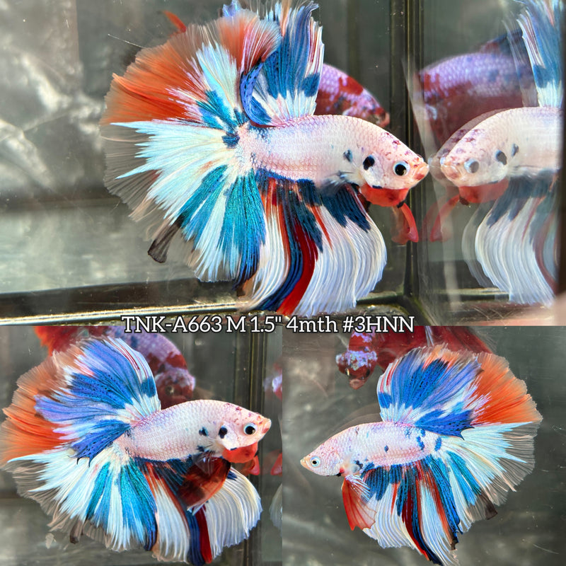 Live Male Betta Fancy Marble Two eye colors Over Halfmoon (TNK-A663) High quality what you see what you get!!