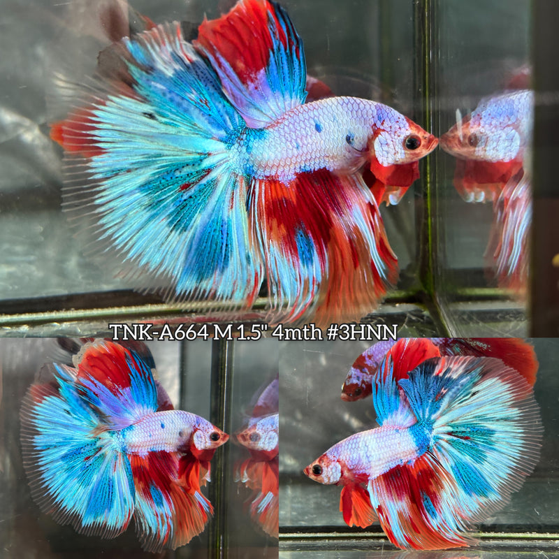 Live Male Betta Candy Marble Over Halfmoon (TNK-A664) High quality what you see what you get!!