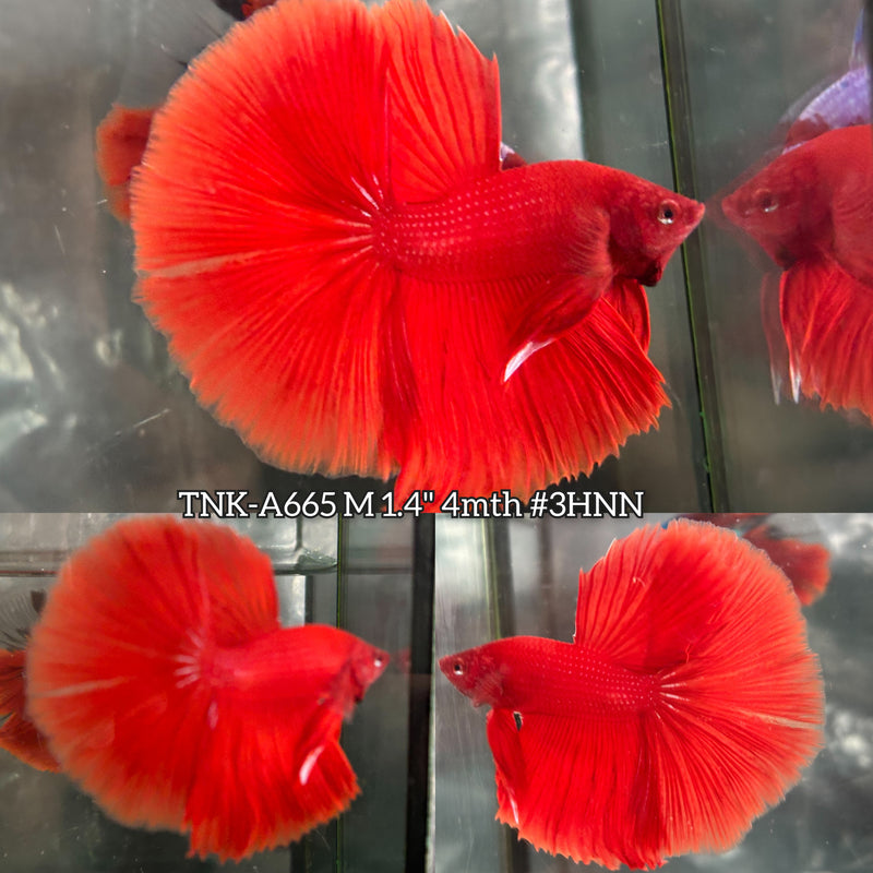 Live Male Betta Super Orange Solid Color Over Halfmoon (TNK-A665) High quality what you see what you get!!