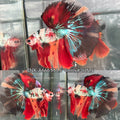 Live Male Betta Candy Nemo Over Halfmoon (TNK-A666)S020 High quality what you see what you get!!