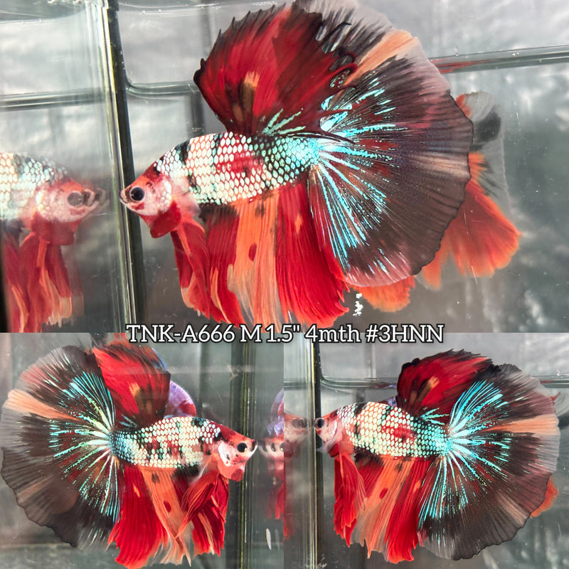 Live Male Betta Candy Nemo Over Halfmoon (TNK-A666) High quality what you see what you get!!