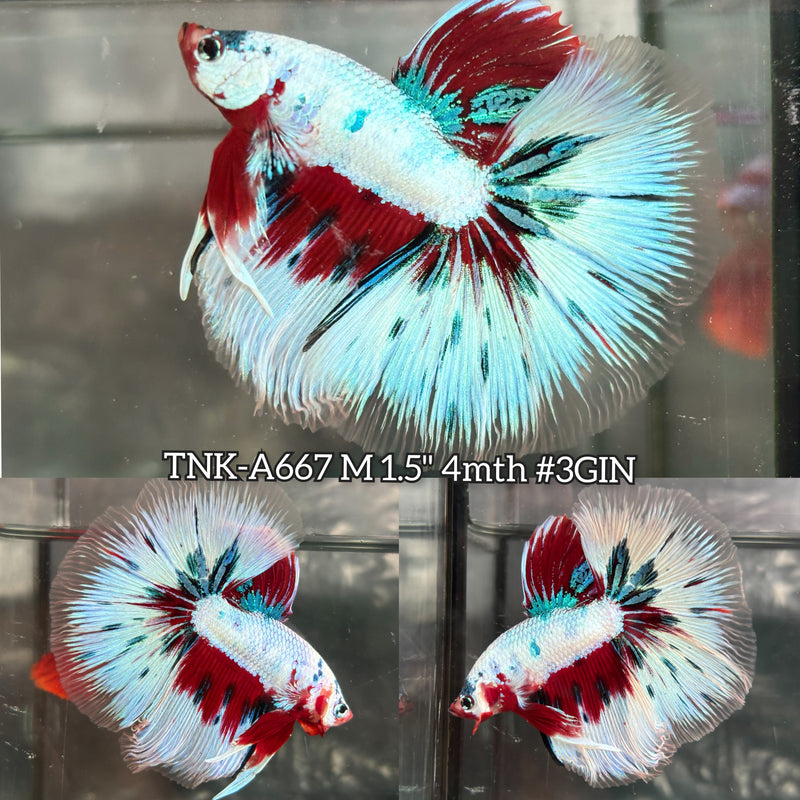 Live Male Betta Fancy Red Marble Over Halfmoon (TNK-A667) High quality what you see what you get!!