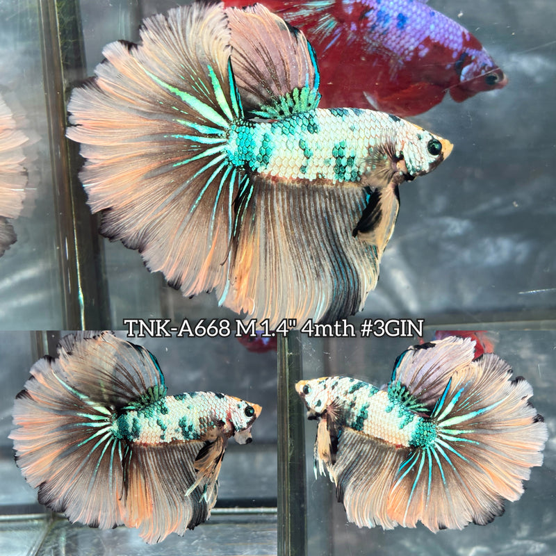 Live Male Betta Fancy Yellow Marble Halfmoon Rosetail (TNK-A668) High quality what you see what you get!!