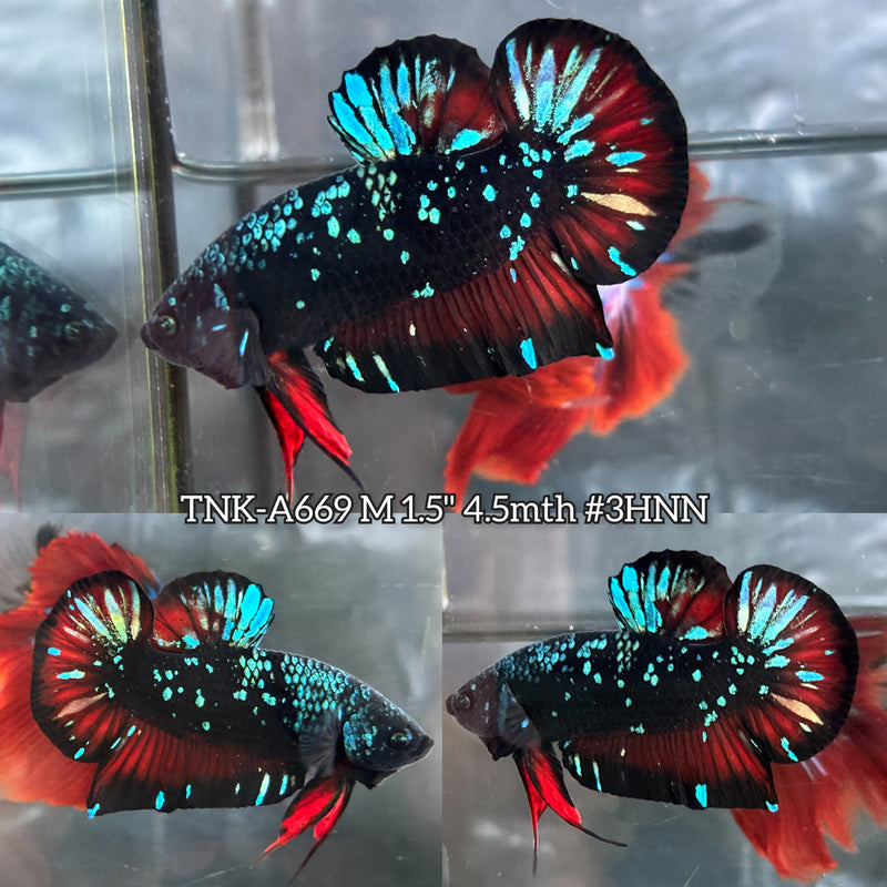 Live Male Betta Black Galaxy Stardust Avatar Plakat (TNK-A669) High quality what you see what you get!!