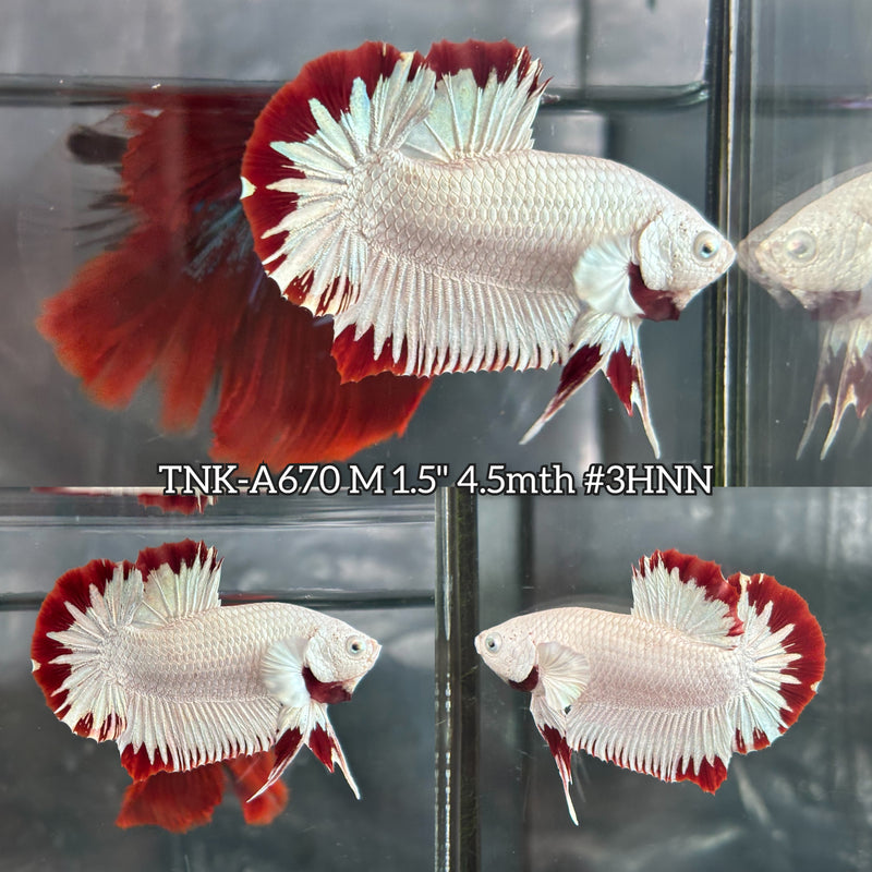 Live Male Betta Red Snow Dragon Plakat (TNK-A670) High quality what you see what you get!!