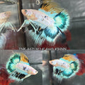 Live Male Betta Fancy Yellow Koi Doubletail Halfmoon (TNK-A671)S238 High quality what you see what you get!!