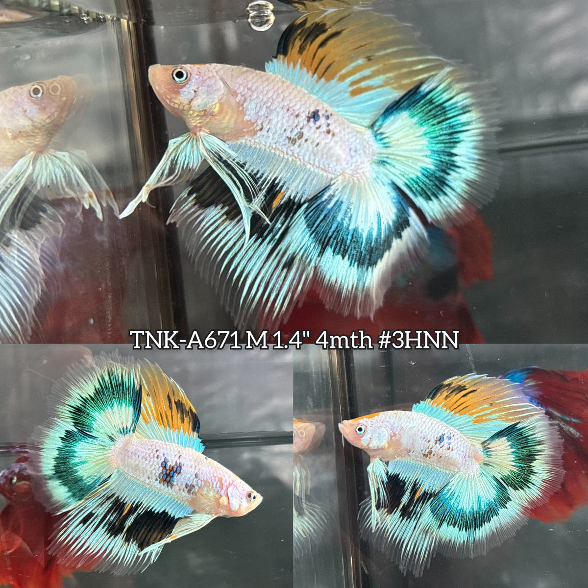 Live Male Betta Fancy Yellow Koi Doubletail Halfmoon (TNK-A671)S238 High quality what you see what you get!!