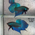 Live Male Betta Green Mahachai Wild Plakat (BID-123)S064 High quality what you see what you get!!