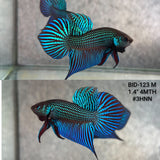 Live Male Betta Green Mahachai Wild Plakat (BID-123)S064 High quality what you see what you get!!