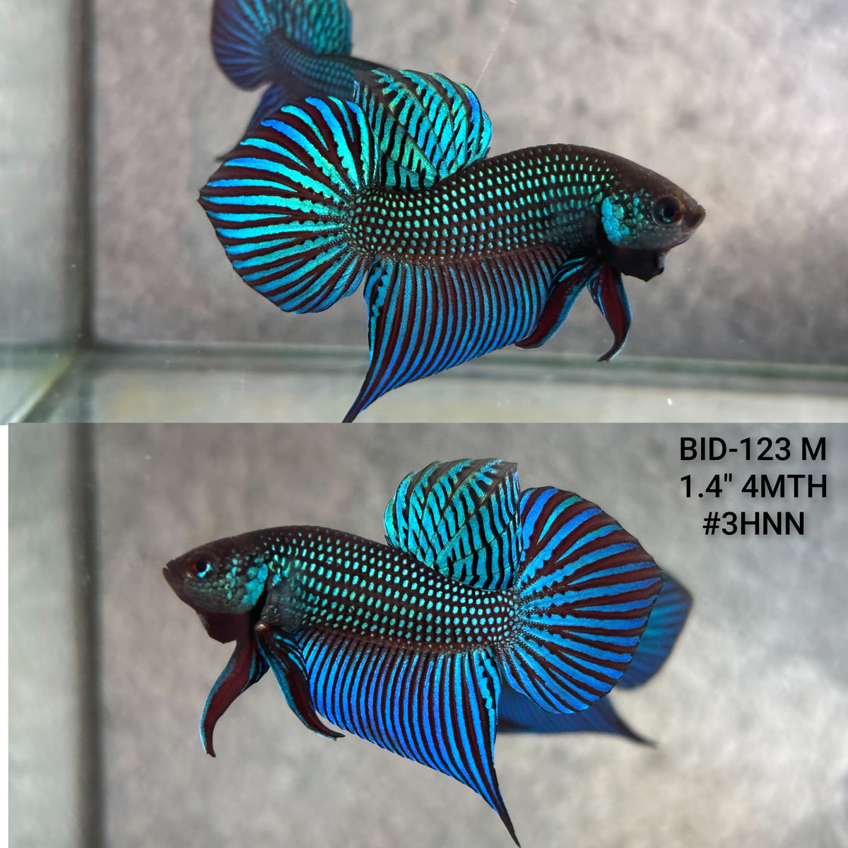Live Male Betta Green Mahachai Wild Plakat (BID-123)S064 High quality what you see what you get!!