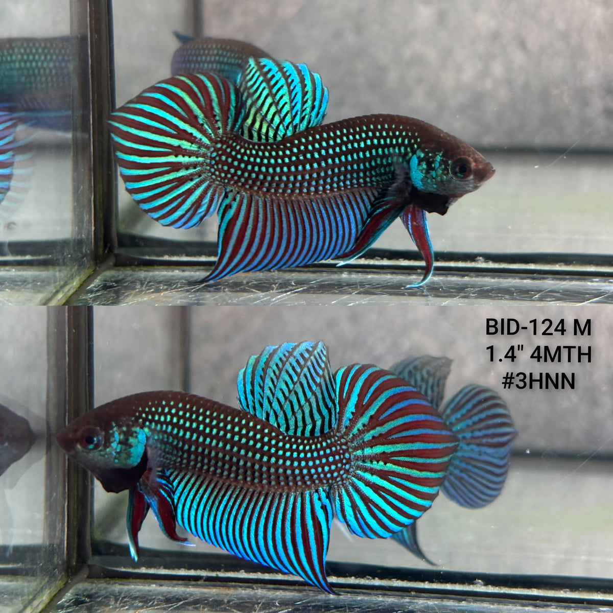 Live Male Betta Green Mahachai Wild Plakat (BID-124)S065 High quality what you see what you get!!