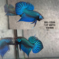 Live Male Betta Green Mahachai Wild Plakat (BID-125)S135 High quality what you see what you get!!