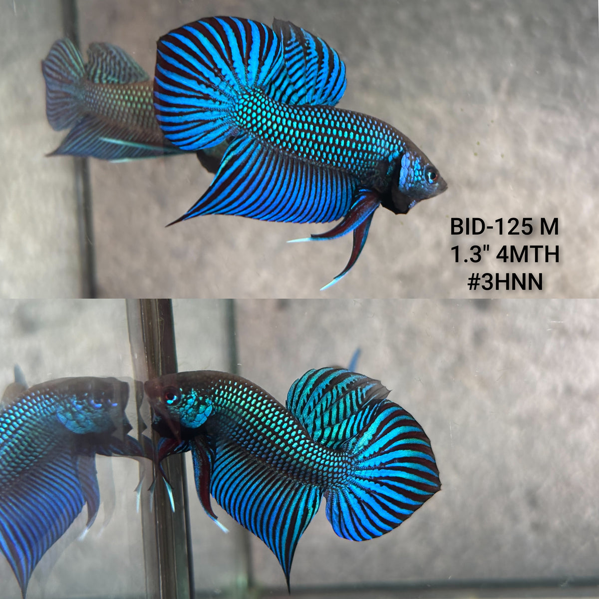 Live Male Betta Green Mahachai Wild Plakat (BID-125)S135 High quality what you see what you get!!