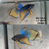 Live Male Betta yellow Blue Mustard Splendens Hybrid Wild Plakat (BID-126)S208High quality what you see what you get!