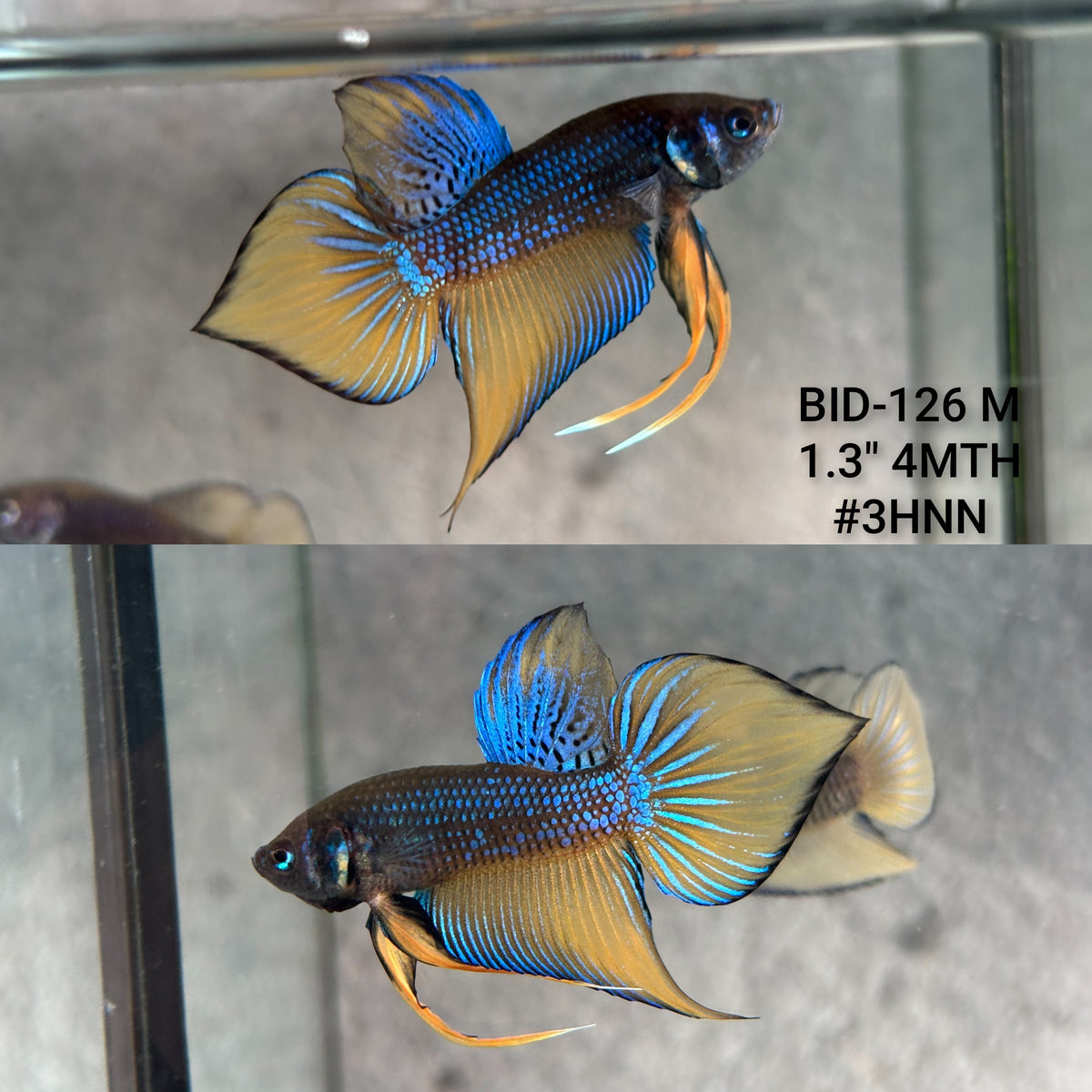 Live Male Betta yellow Blue Mustard Splendens Hybrid Wild Plakat (BID-126)S208High quality what you see what you get!