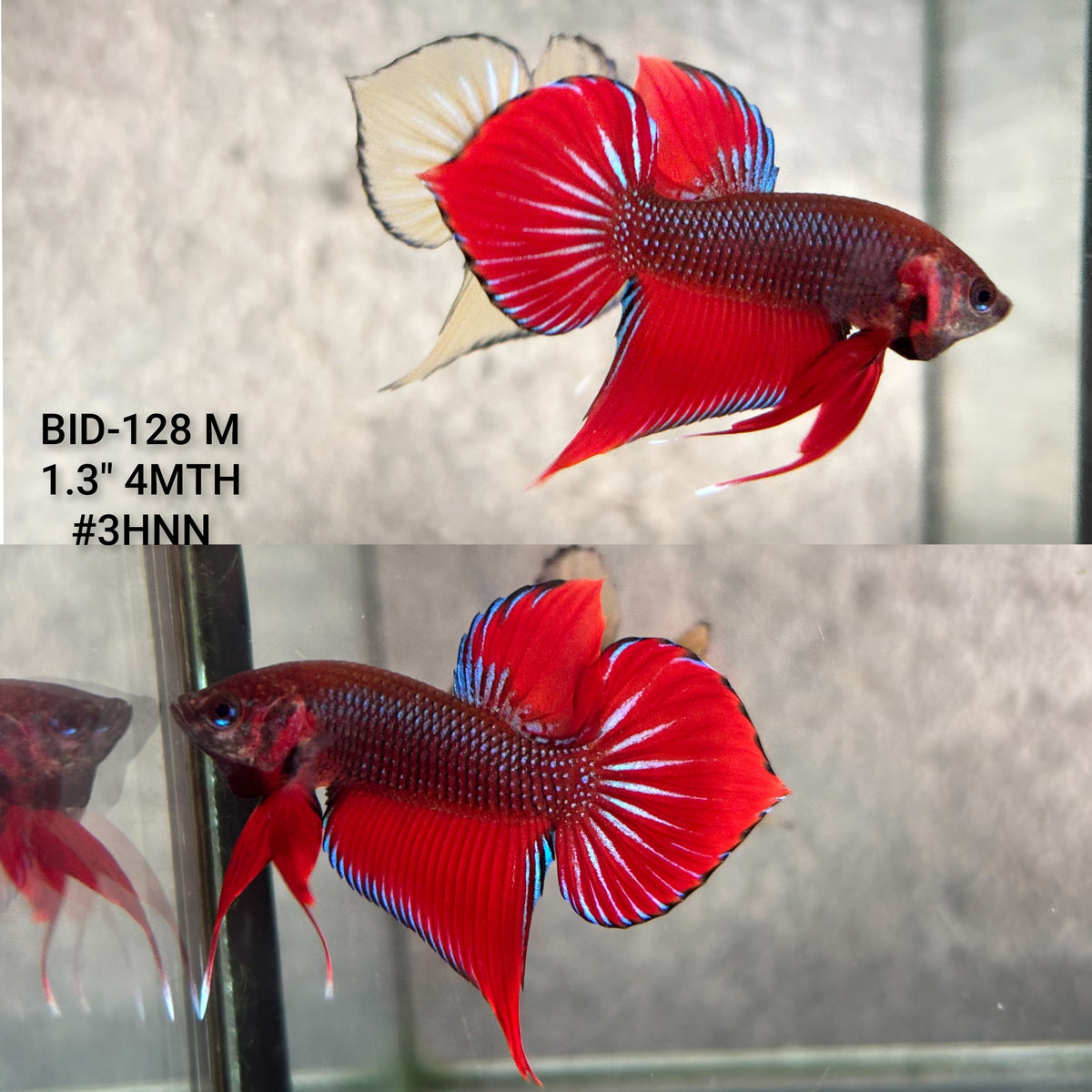 Live Male Betta Red Splendens Hybrid Wild Plakat (BID-128)S280 High quality what you see what you get!!