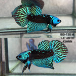 Live Male Betta Green Samurai Alien Hybrid Wild Plakat (BID-130)S057 High quality what you see what you get!!