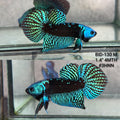 Live Male Betta Green Samurai Alien Hybrid Wild Plakat (BID-130)S057 High quality what you see what you get!!