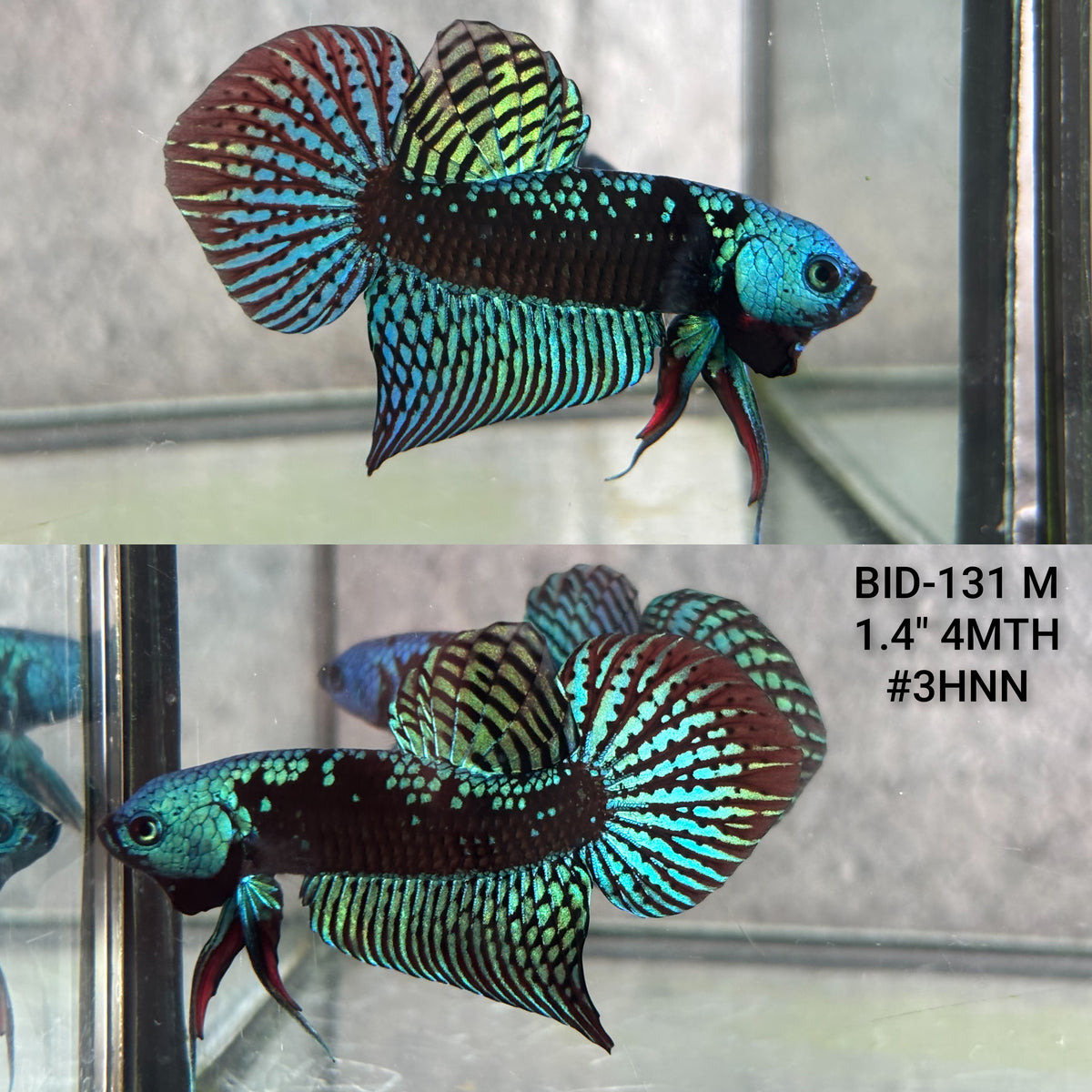 Live Male Betta Green Samurai Alien Hybrid Wild Plakat (BID-131)S060 High quality what you see what you get!!