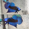 Live Male Betta Royal Blue Samurai Alien Hybrid Wild Plakat (BID-133)S203 High quality what you see what you get!!