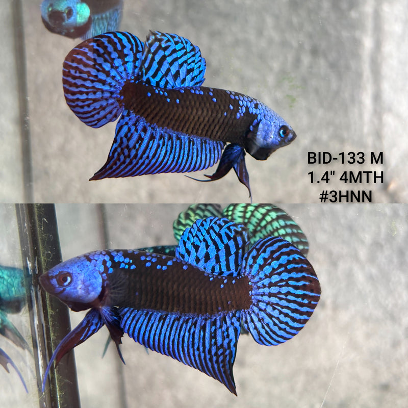 Live Male Betta Royal Blue Samurai Alien Hybrid Wild Plakat (BID-133) High quality what you see what you get!!