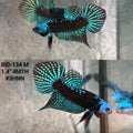 Live Male Betta Green Samurai Alien Hybrid Wild Plakat (BID-134)S274 High quality what you see what you get!!