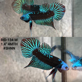 Live Male Betta Green Samurai Alien Hybrid Wild Plakat (BID-134)S274 High quality what you see what you get!!