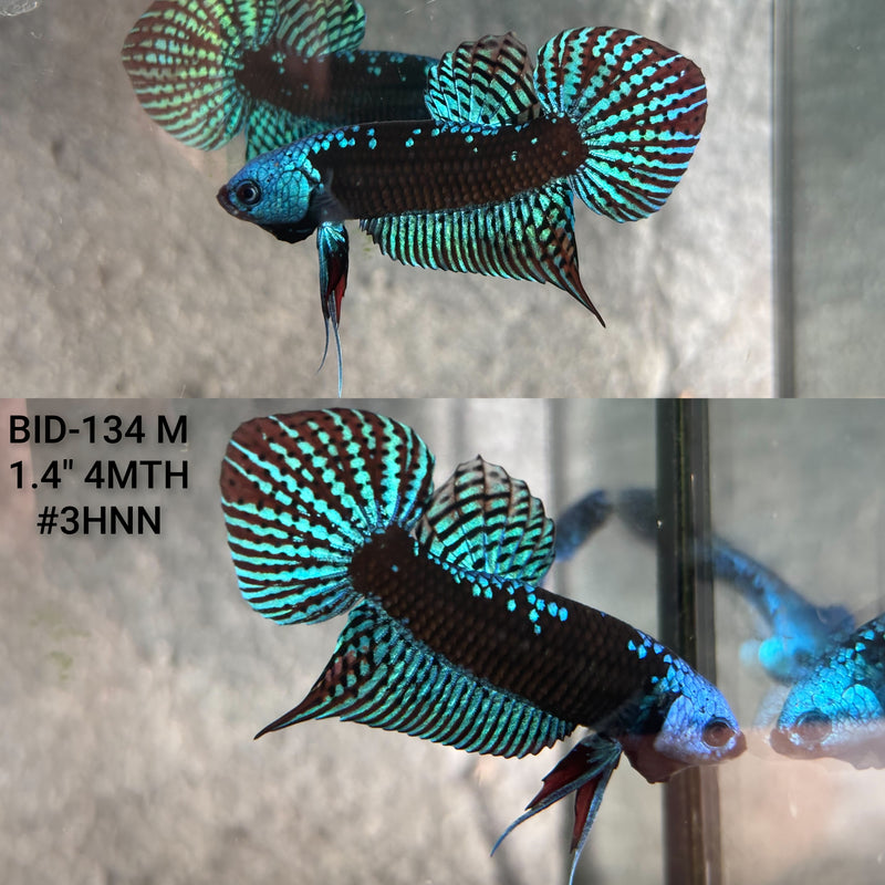 Live Male Betta Green Samurai Alien Hybrid Wild Plakat (BID-134) High quality what you see what you get!!
