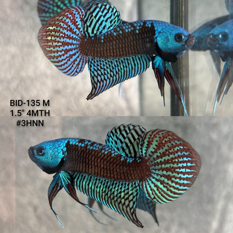 Live Male Betta Green Samurai Alien Hybrid Wild Plakat (BID-135) High quality what you see what you get!!