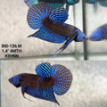 Live Male Betta Royal Blue Samurai Alien Hybrid Wild Plakat (BID-136)S276 High quality what you see what you get!!