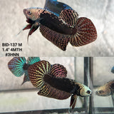 Live Male Betta Copper Samurai Alien Hybrid Wild Plakat (BID-137)S050 High quality what you see what you get!!