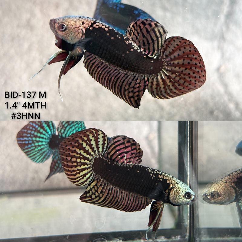 Live Male Betta Copper Samurai Alien Hybrid Wild Plakat (BID-137) High quality what you see what you get!!