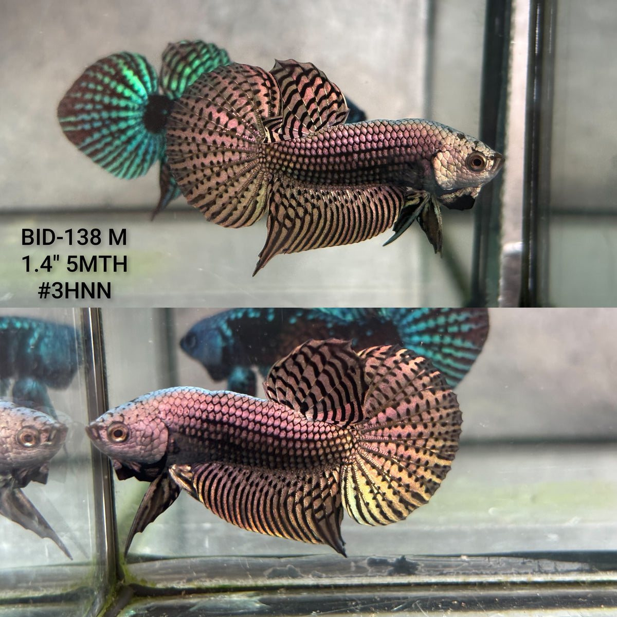 Live Male Betta Copper Alien Hybrid Wild Plakat (BID-138)S051 High quality what you see what you get!!
