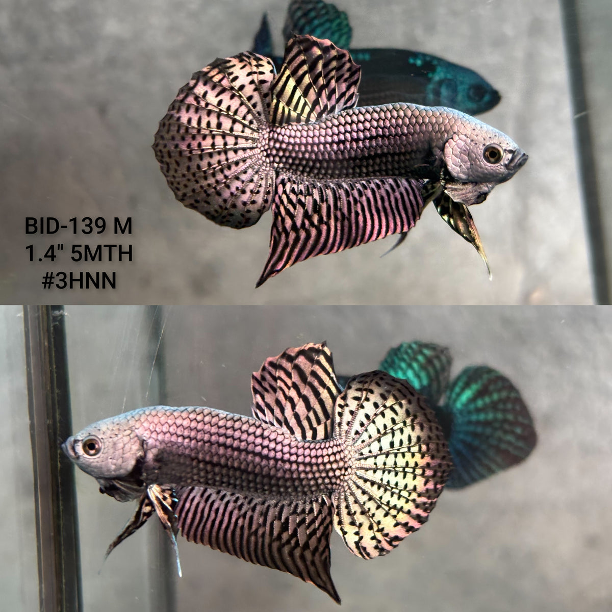 Live Male Betta Copper Alien Hybrid Wild Plakat (BID-139)S052 High quality what you see what you get!!
