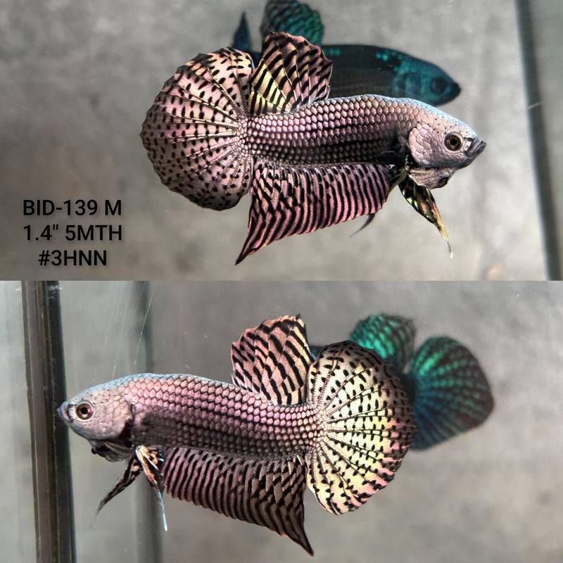 Live Male Betta Copper Alien Hybrid Wild Plakat (BID-139) High quality what you see what you get!!
