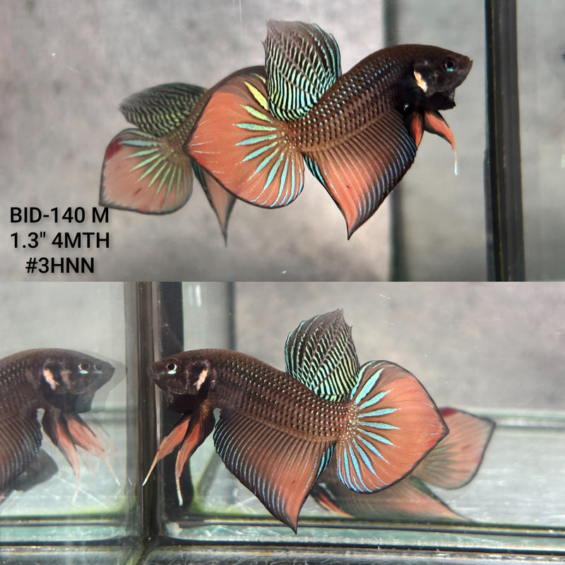 Live Male Betta Orange Splendens Wild Plakat (BID-140) High quality what you see what you get!!