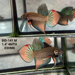 Live Male Betta Orange Splendens Wild Plakat (BID-141)S122 High quality what you see what you get!!