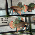 Live Male Betta Orange Splendens Wild Plakat (BID-141)S122 High quality what you see what you get!!